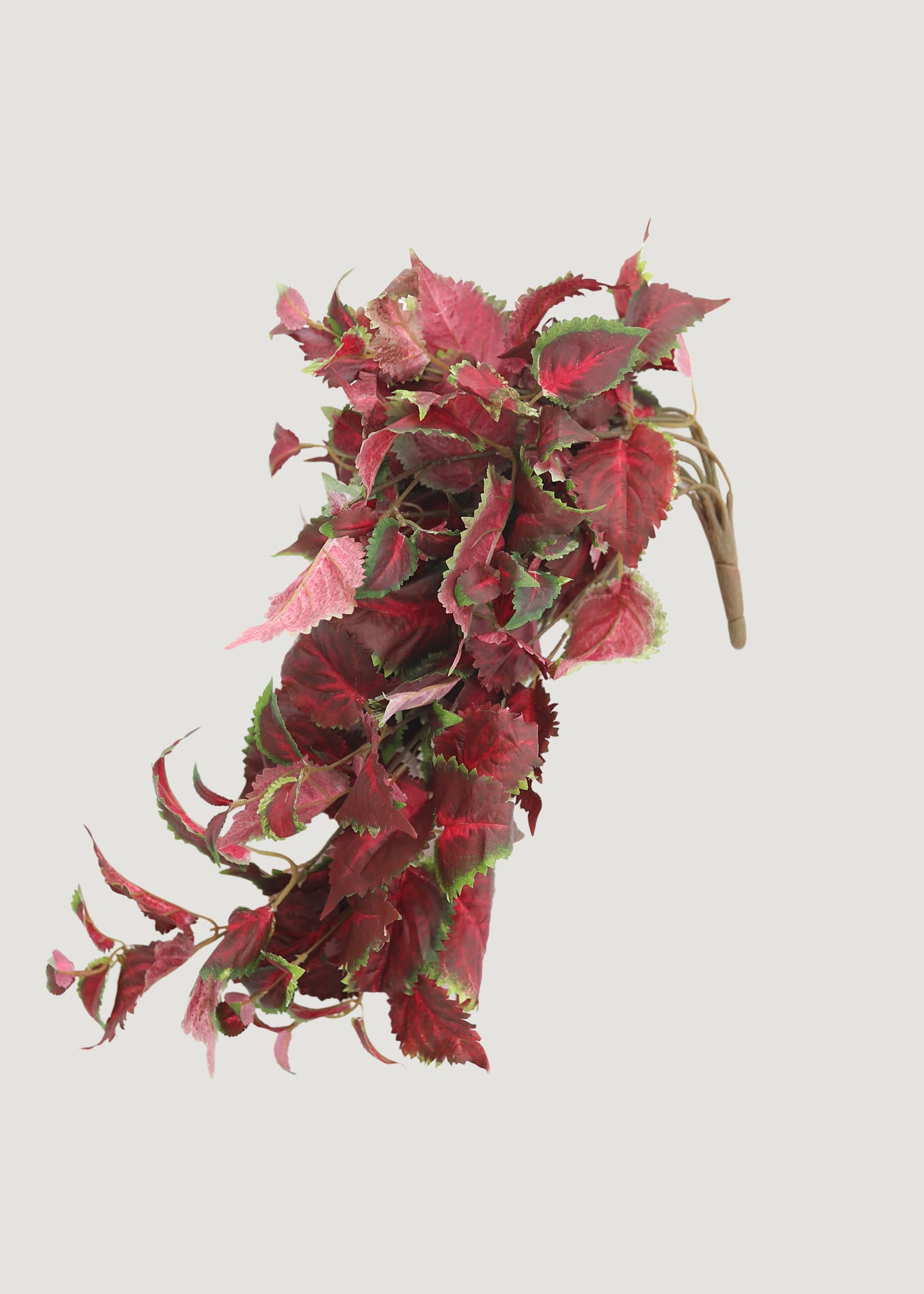 Hanging Fake Coleus