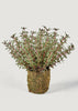 Afloral Natural-Looking Faux Plants Aeonium Succulent with Moss Base