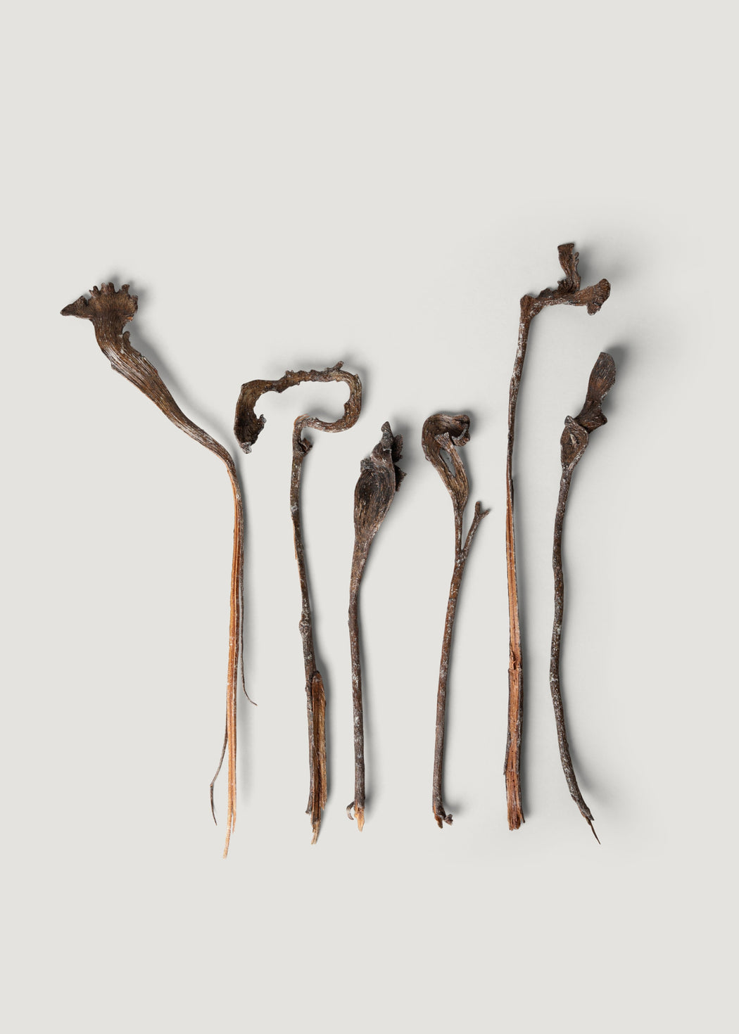 Bundle of Varnished Natural Natraj Branches | Dried Decor | Afloral
