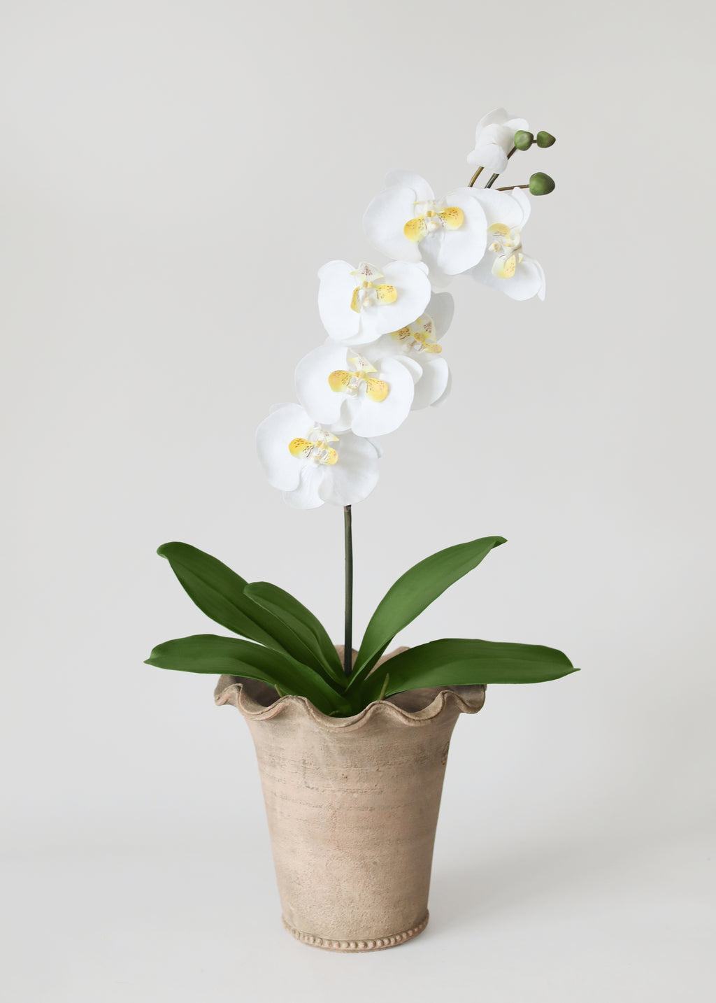 Fake Phaleanopsis Orchid and Leaf