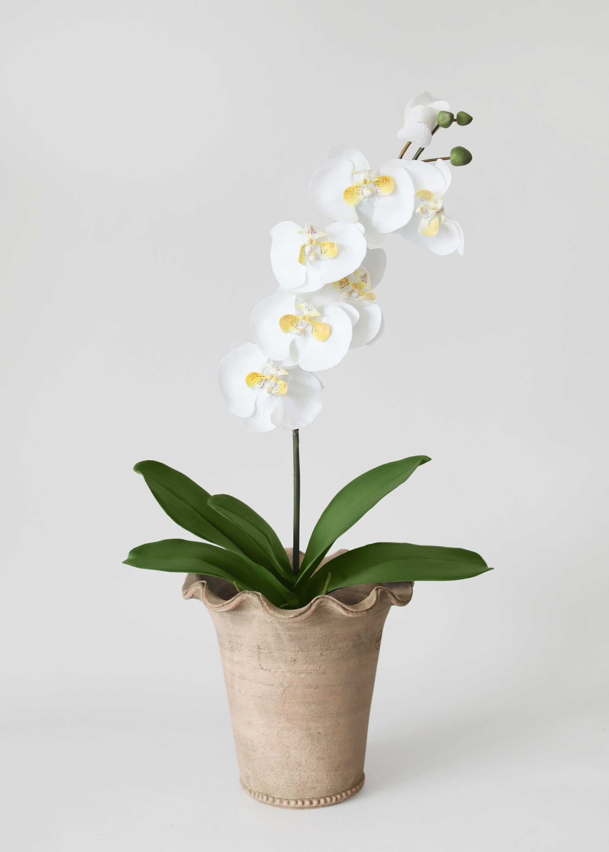 Fake Phaleanopsis Orchid and Leaf