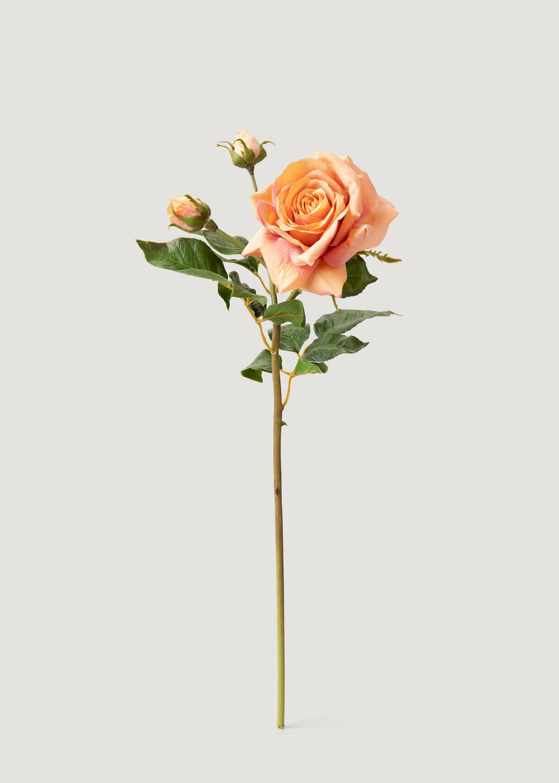 Coral Real Touch English Rose