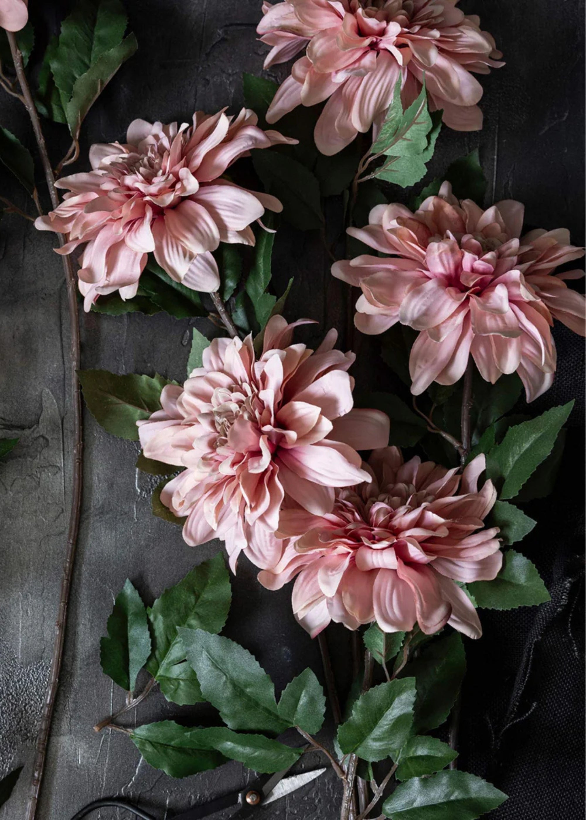 Dahlias in Mauve Pink