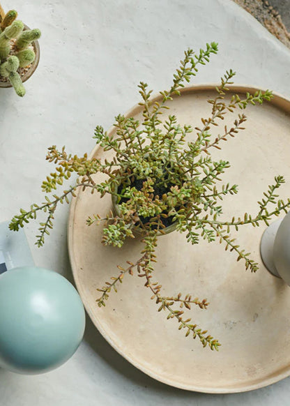Artificial Sedum Succulent