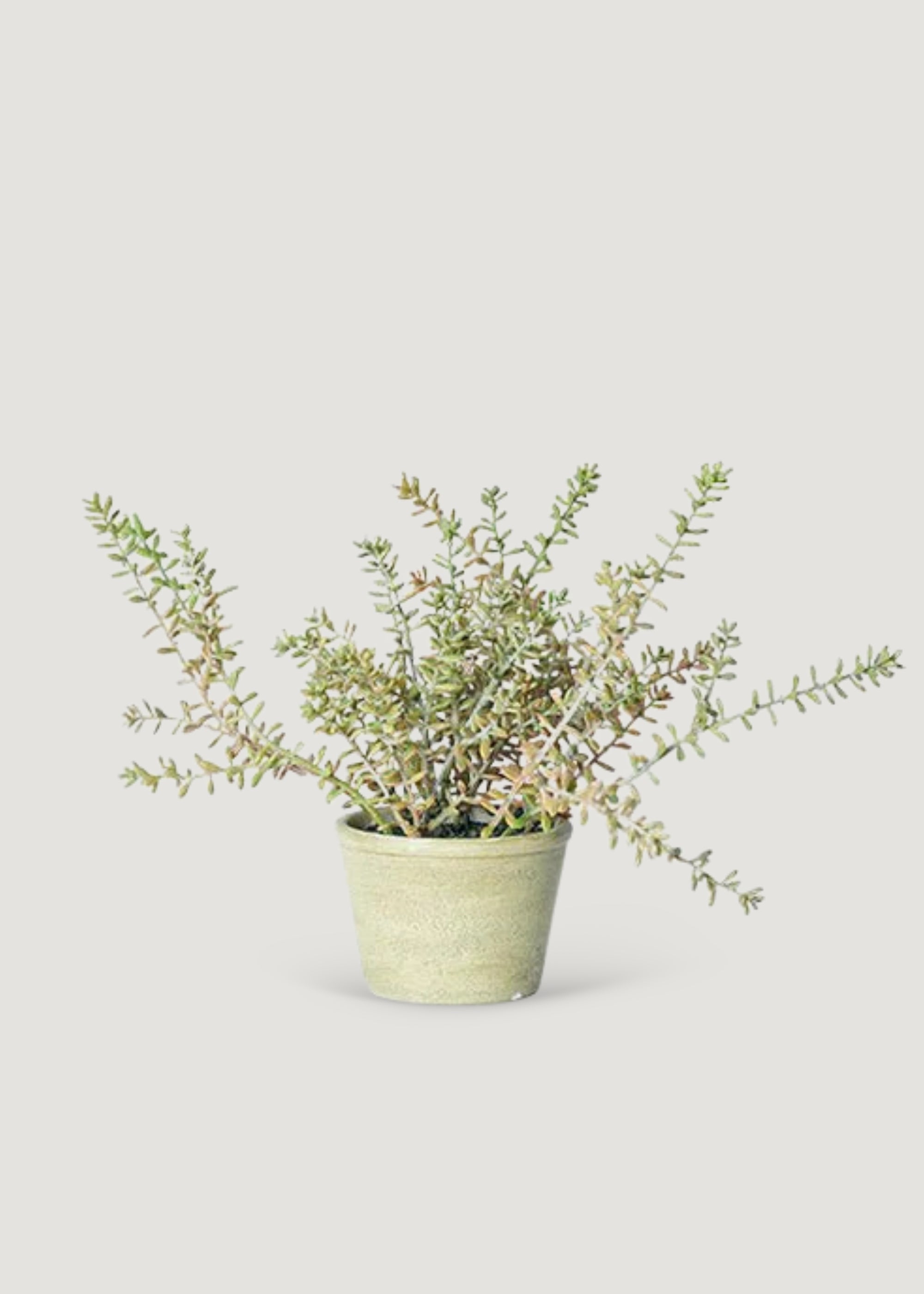 Small Artificial Sedum Succulent Plant in Pot 
