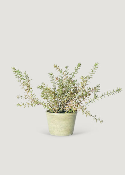 Small Artificial Sedum Succulent Plant in Pot 