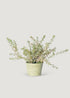 Small Artificial Sedum Succulent Plant in Pot 