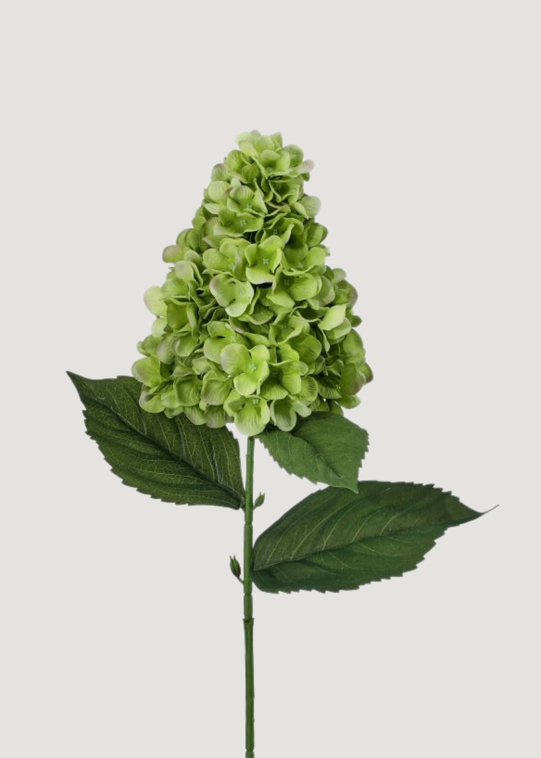 UV Treated Green Cone Hydrangea