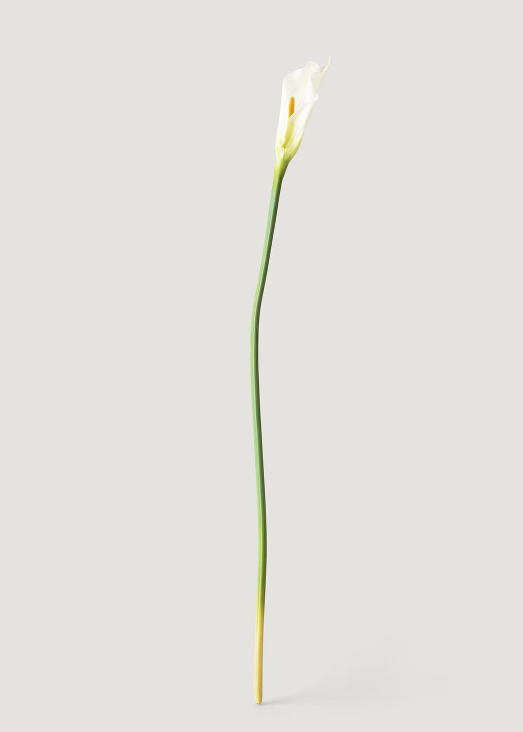 long stem white calla lilies Faux Calla Lily Stems in Cream Bundle - 37"