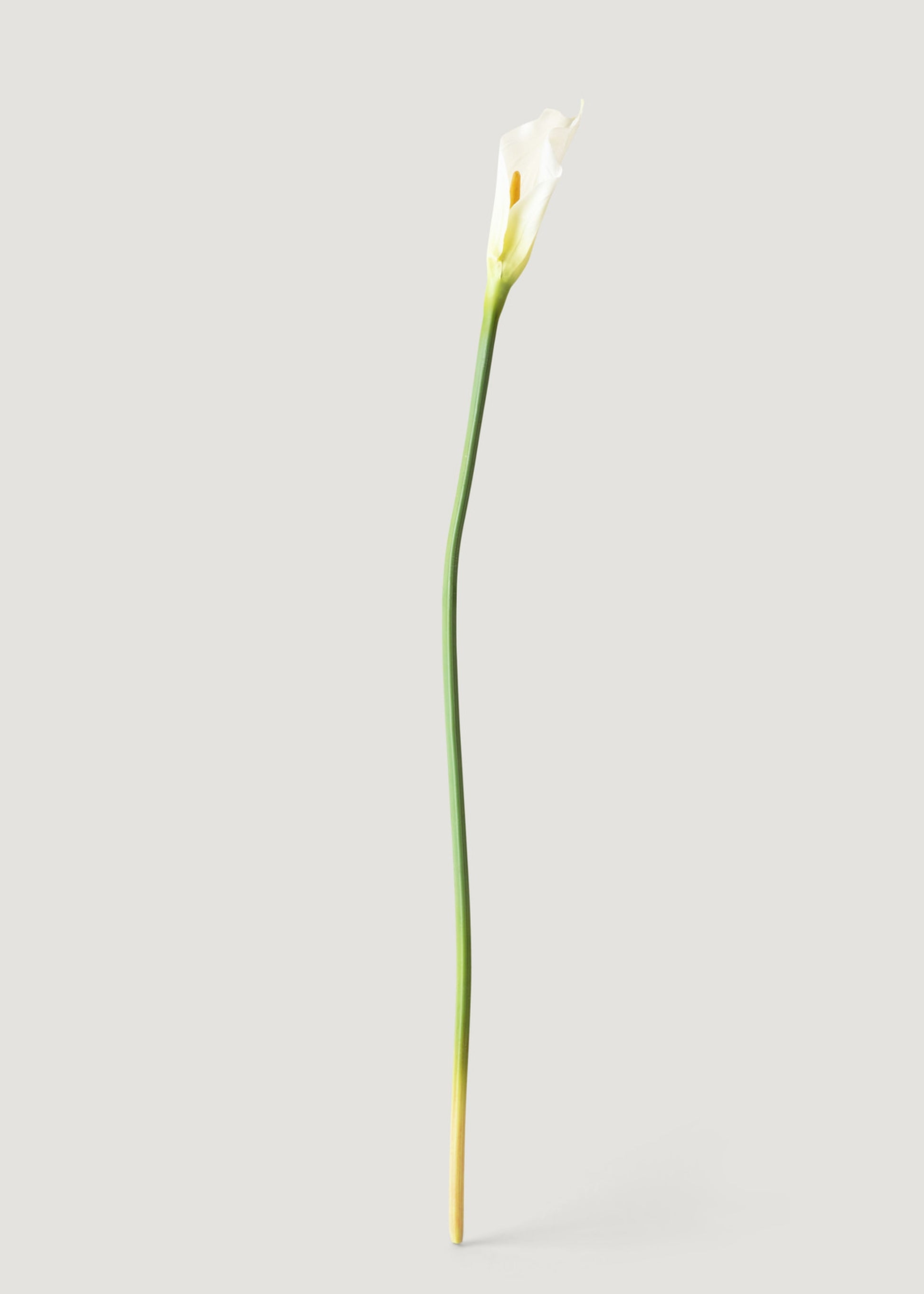 faux peace lily stems Case of 12 Artificial Calla Lily Stems in Cream 37"