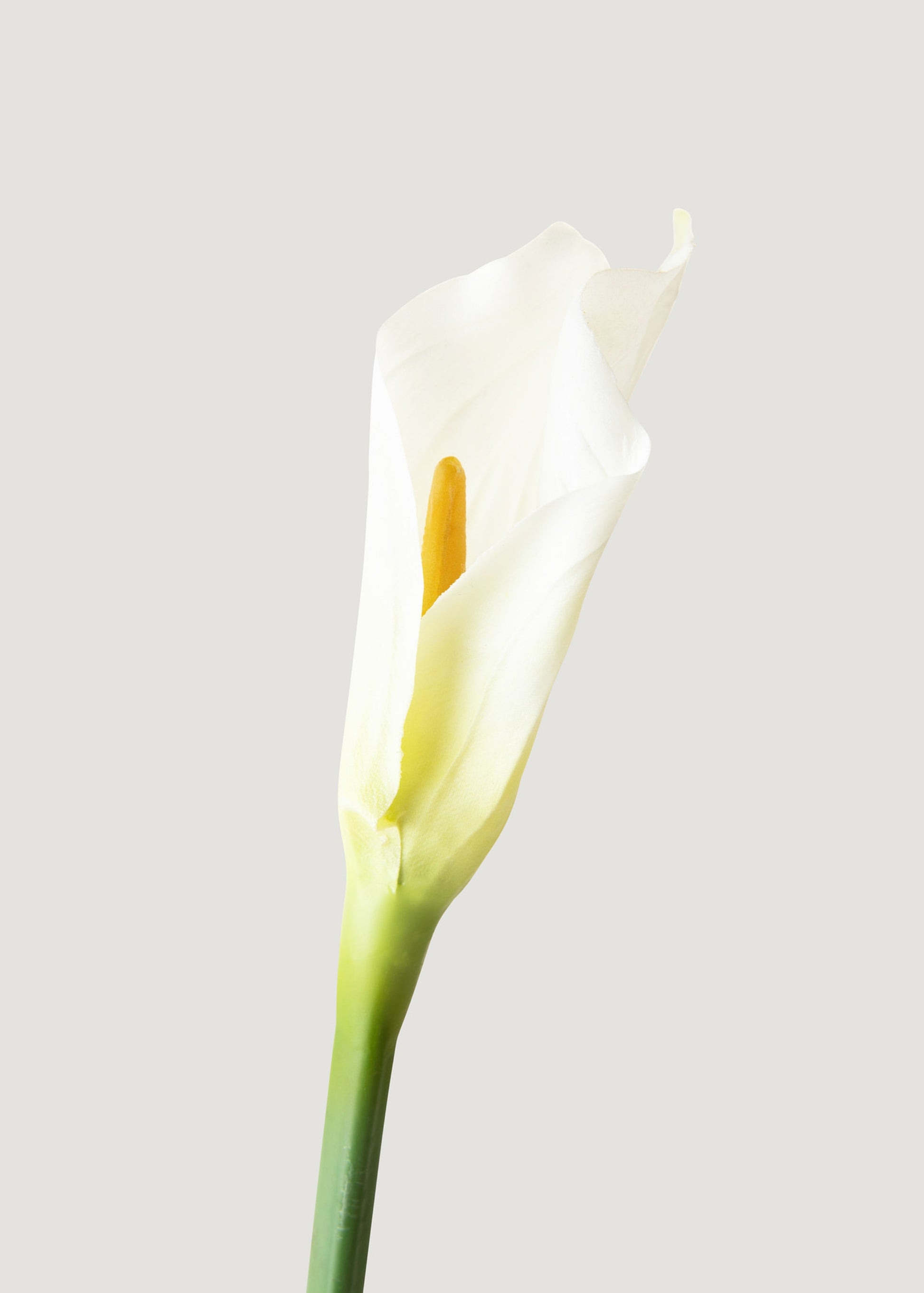 cream lily flower Case of 12 Artificial Calla Lily Stems in Cream 37"