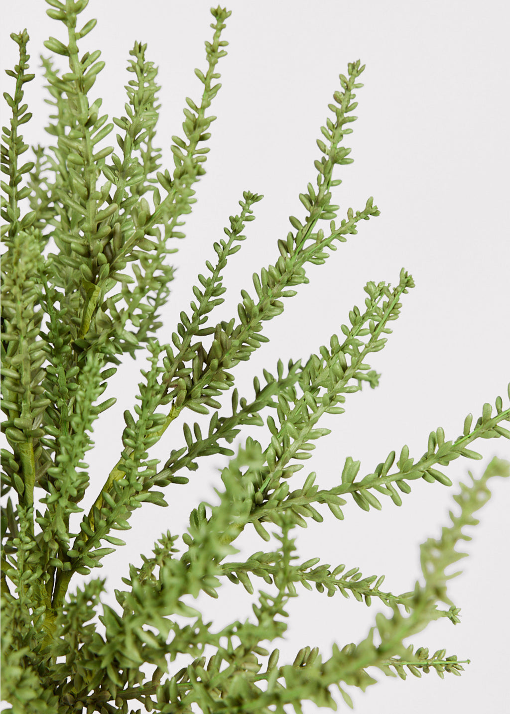 Close Up of Faux Green Sedum Succulent Plant at Afloral