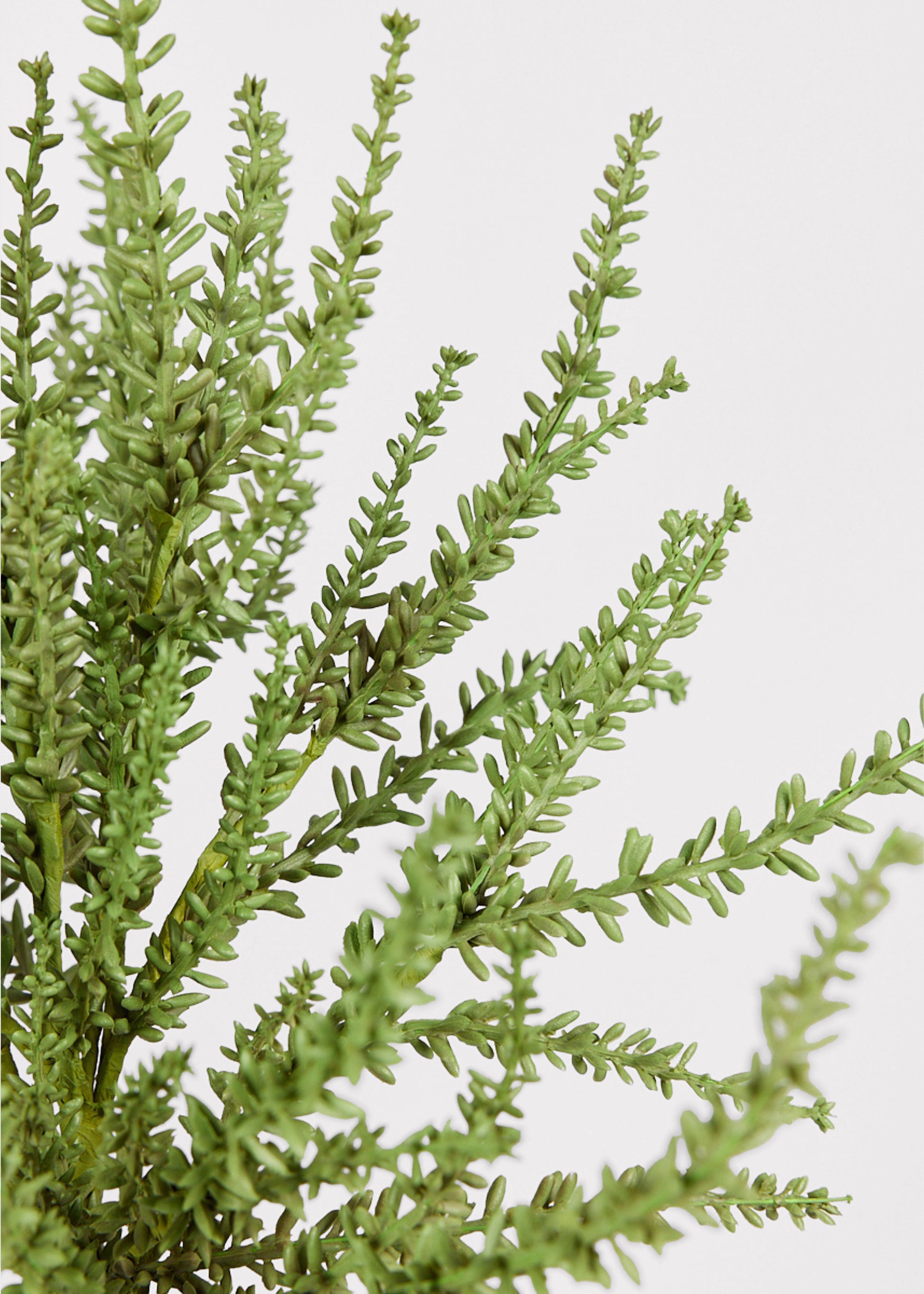 Close Up of Faux Green Sedum Succulent Plant at Afloral
