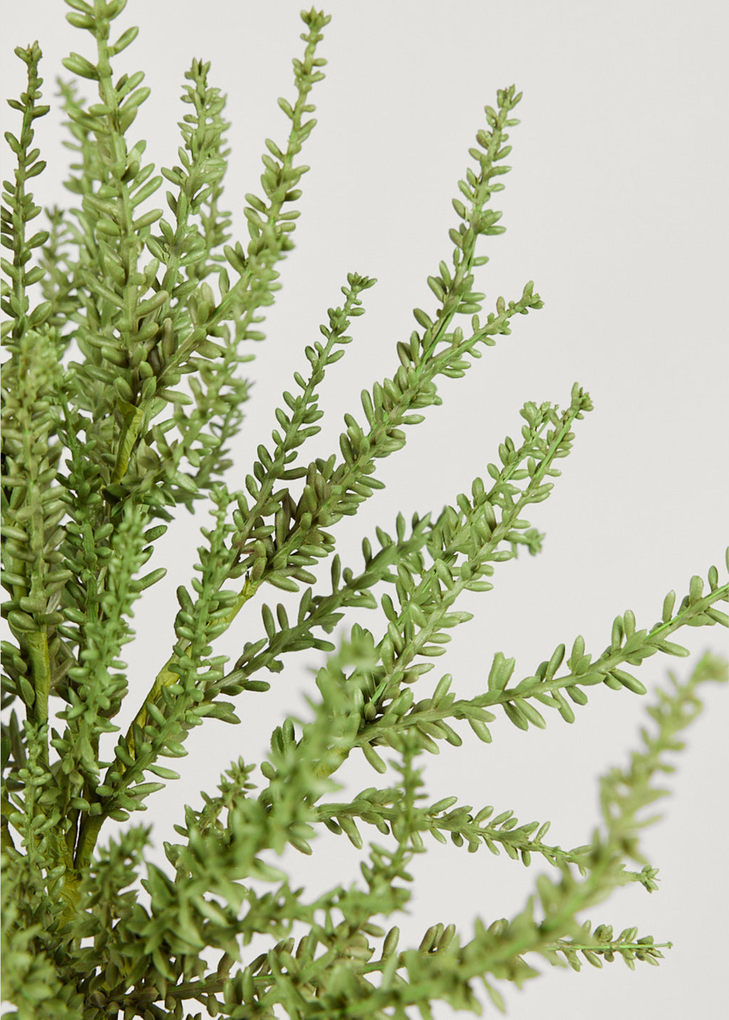 Close Up of Faux Green Sedum Succulent Plant at Afloral