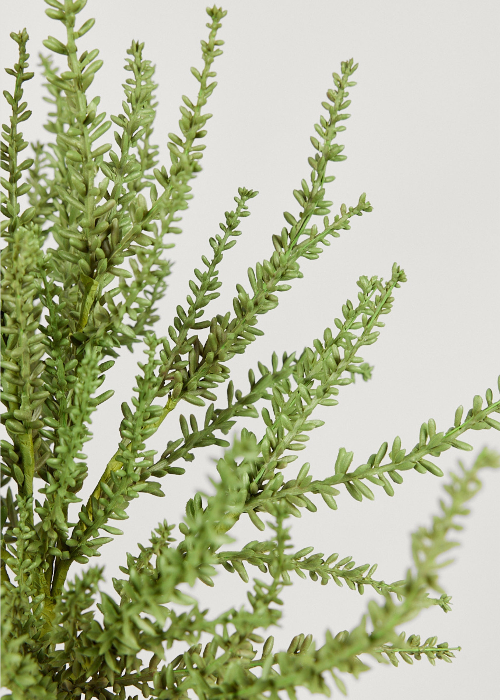 Close Up of Faux Green Sedum Succulent Plant at Afloral