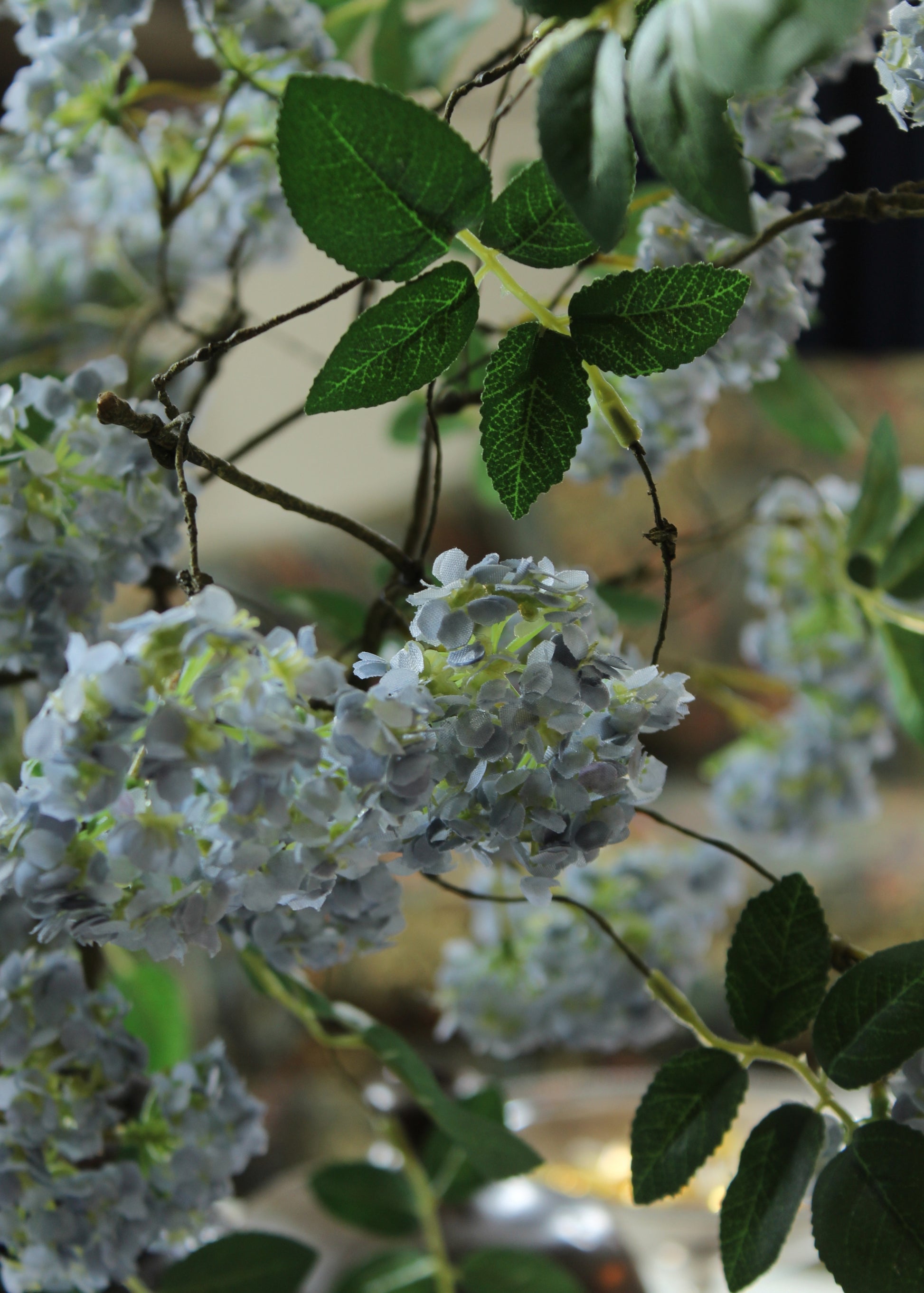 Close-up of Blue Spring Blossoms