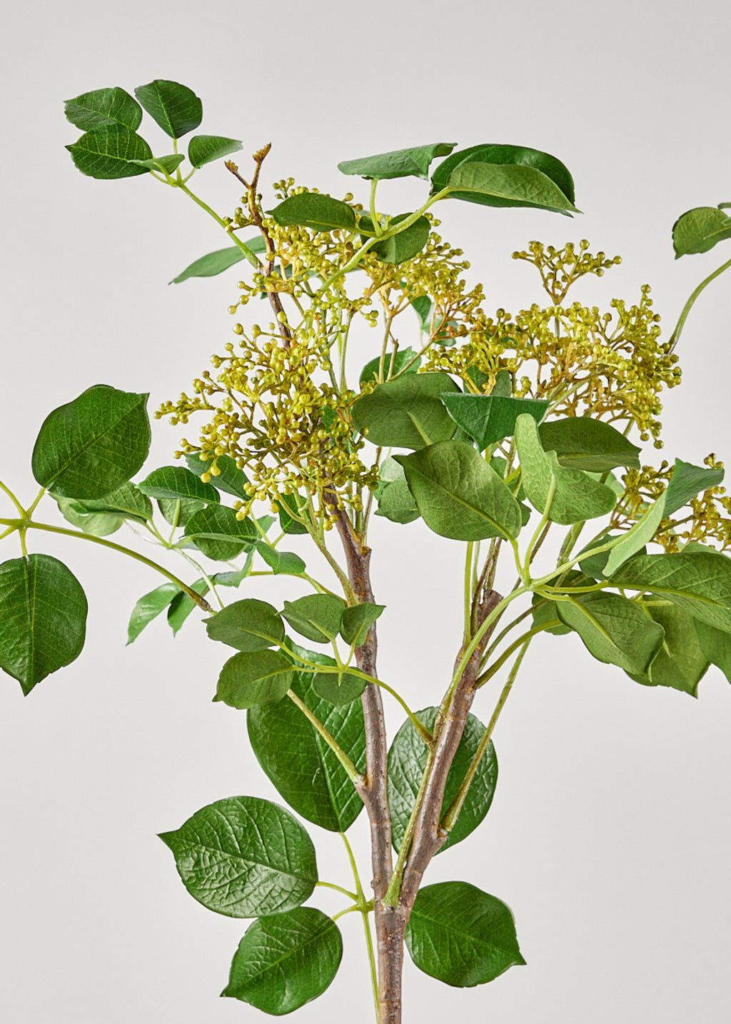 Faux Seeded Privet Branch in Close Up View