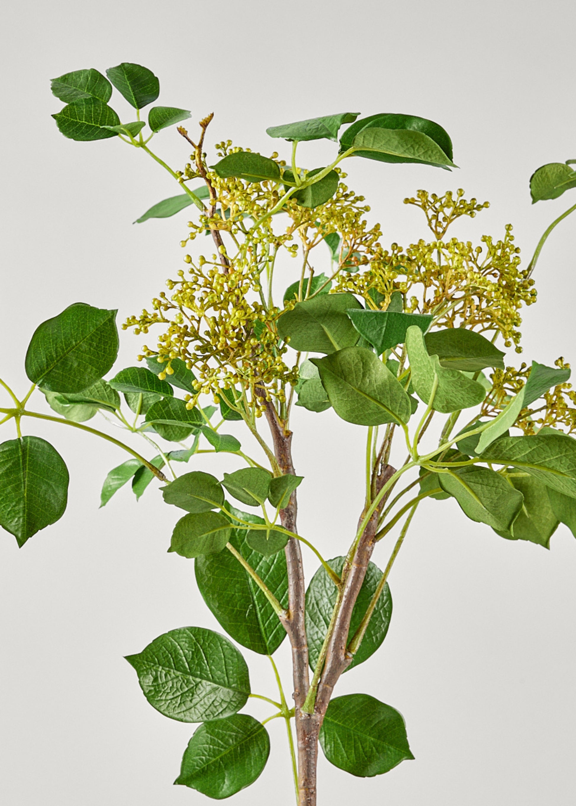 Faux Seeded Privet Branch in Close Up View