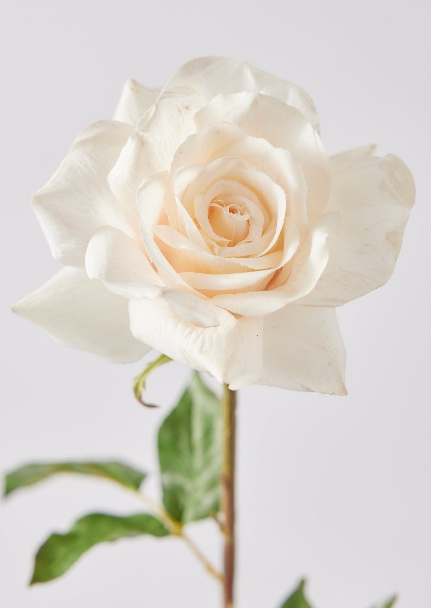 Afloral Real Touch Flowers in Cream Peach Dutchess Rose Stem