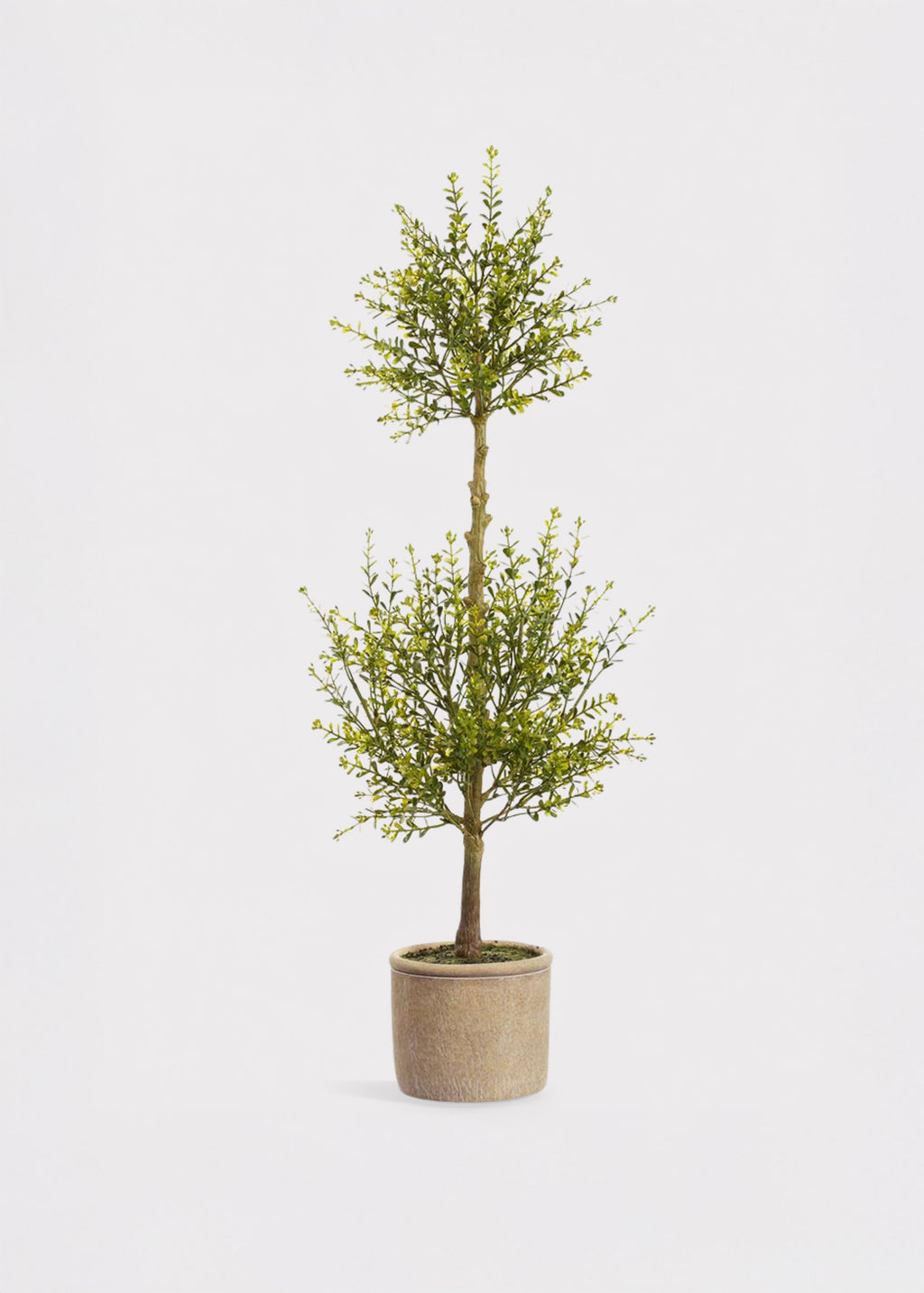  Myrtle Leaf Topiary Plant