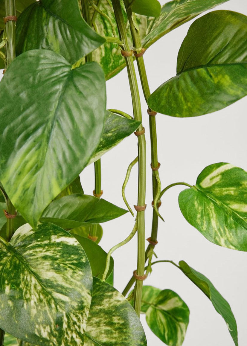 Artificial Variegated Pothos Houseplant