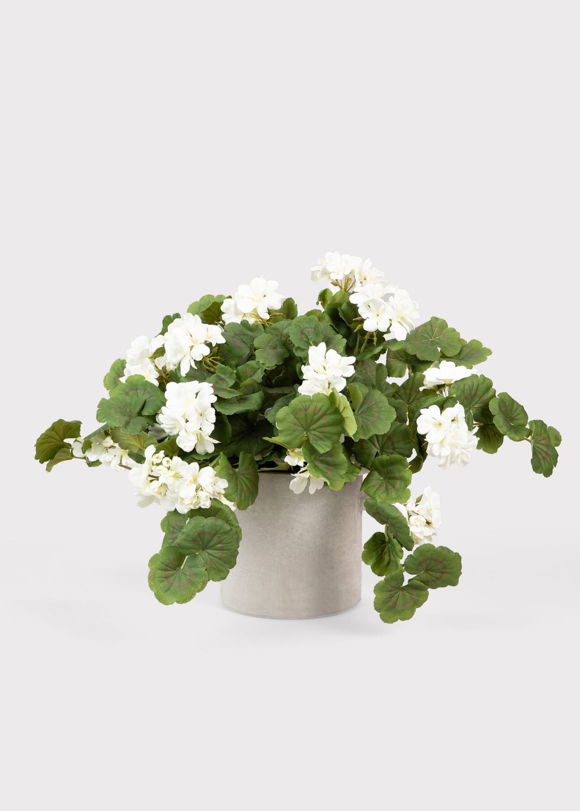 White Geranium Hanging Bush 