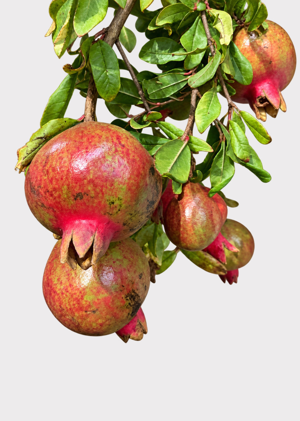 Fresh Pomegranate Fruit Branches