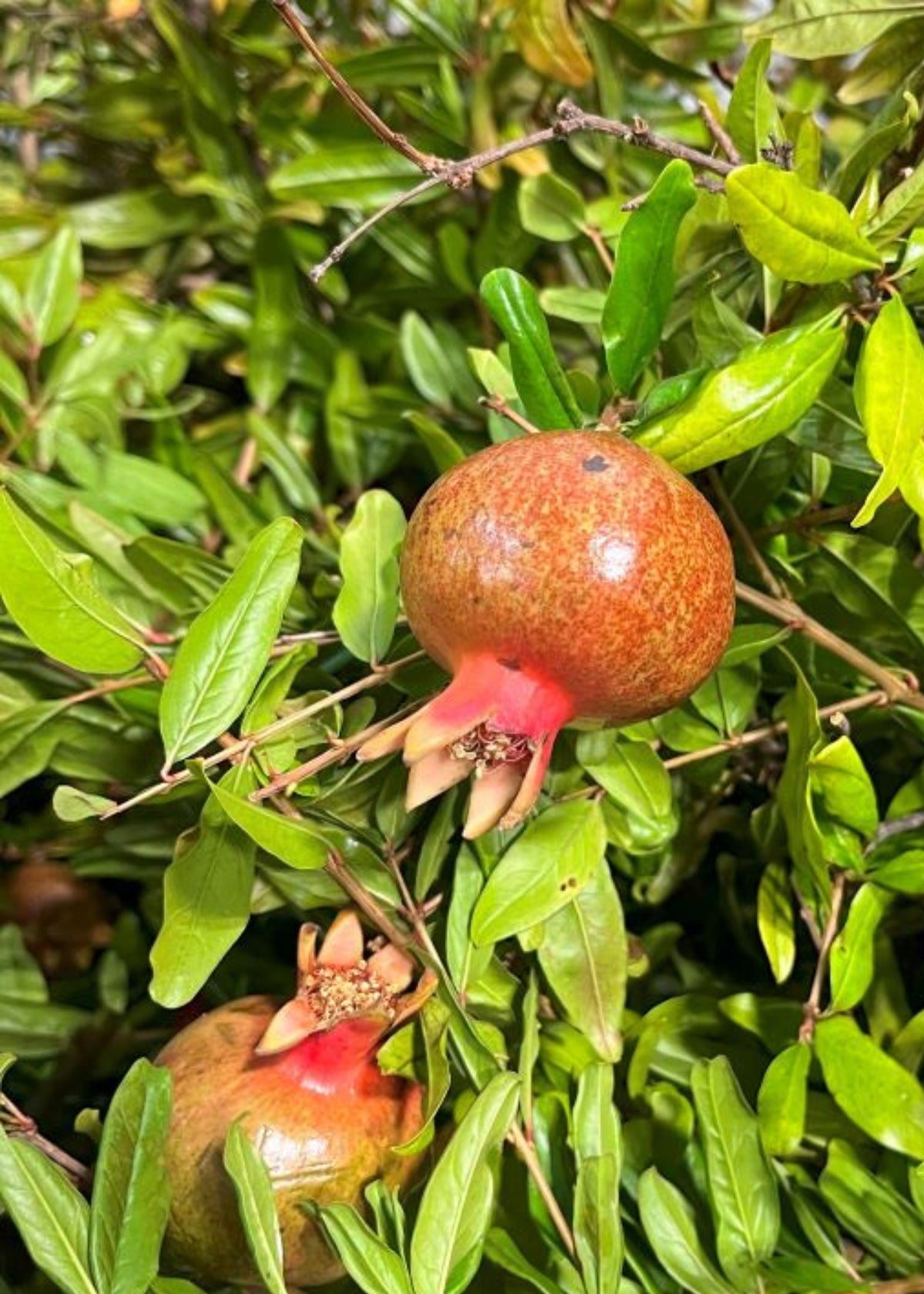 Pomegranate Fruit Branches
