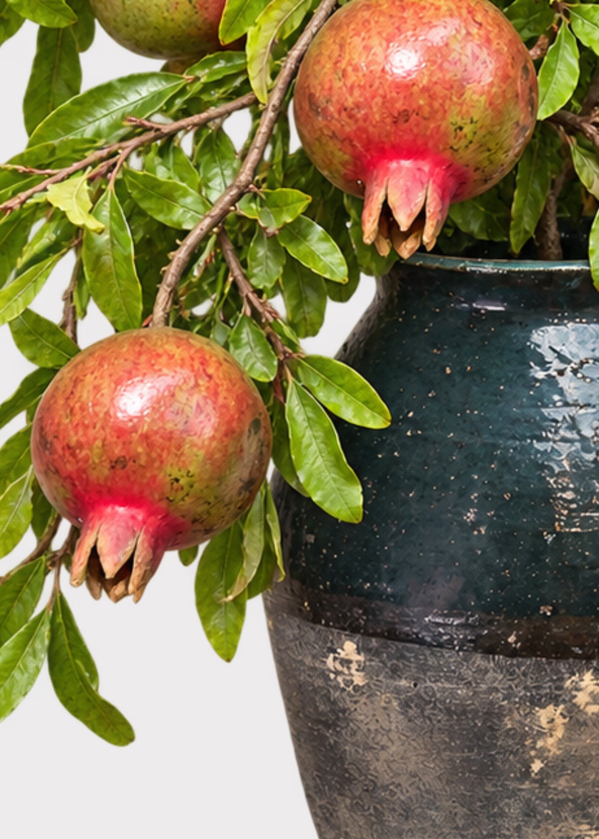 Fresh Pomegranate Branches Styled in a Vase