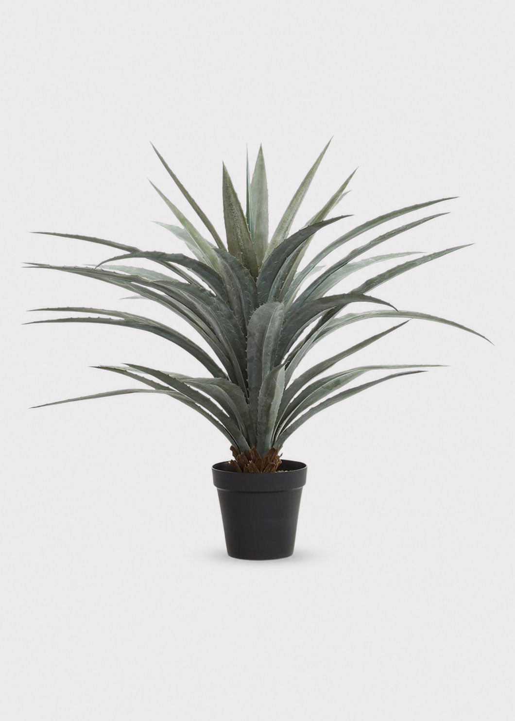 Large Potted Agave
