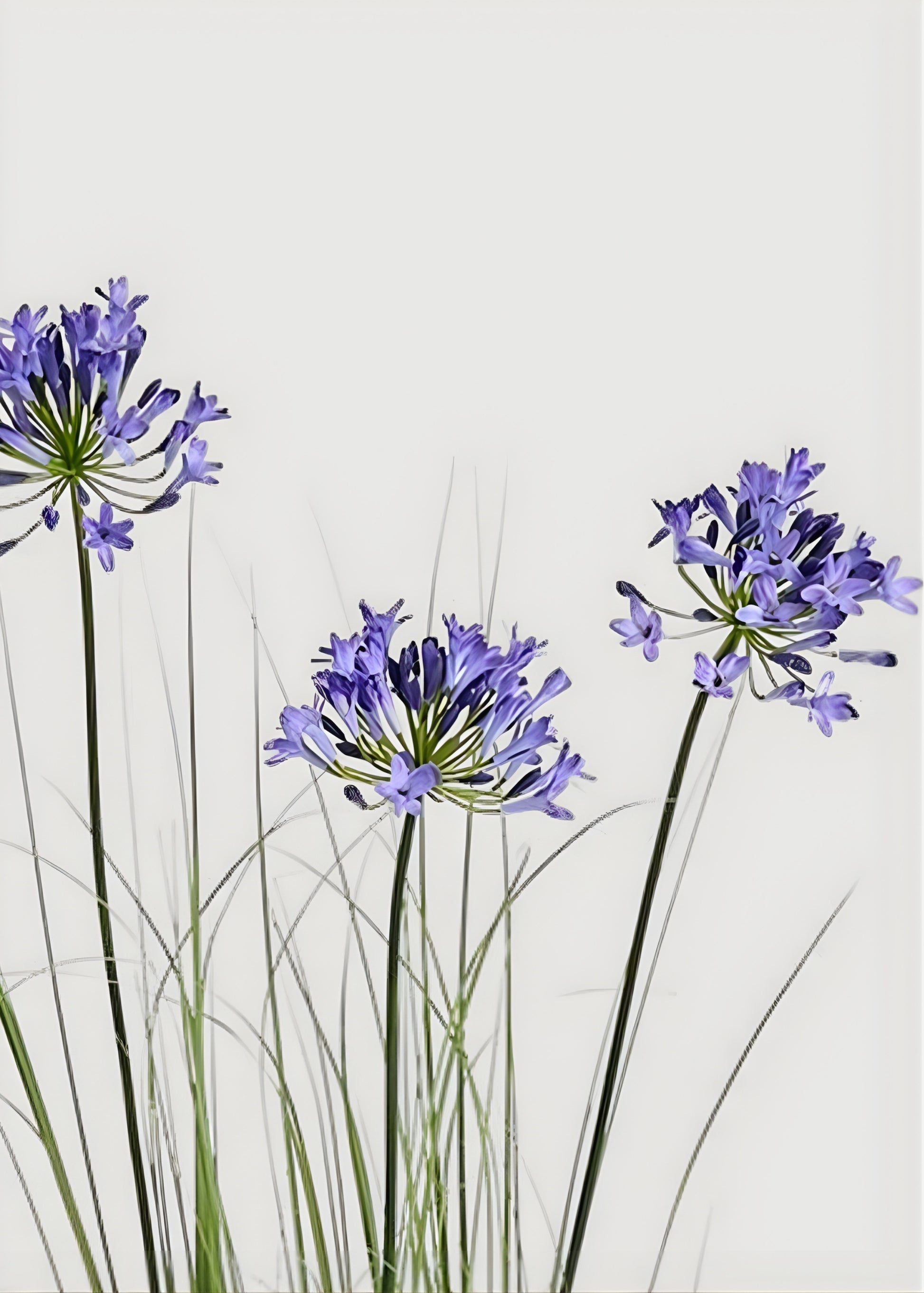close-up of faux agapanthus flowers