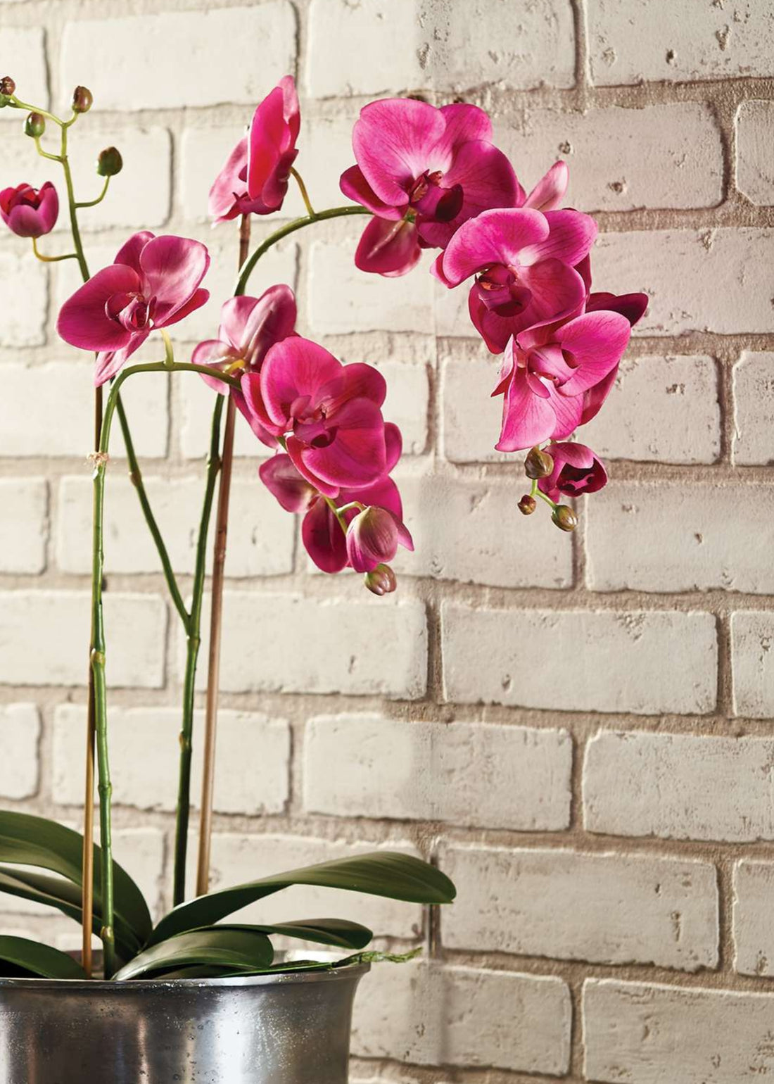 Fake Pink Orchid