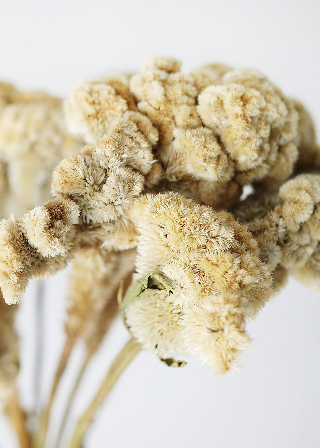 Natural Celosia in Buff | Sustainable Dried Flowers | Afloral