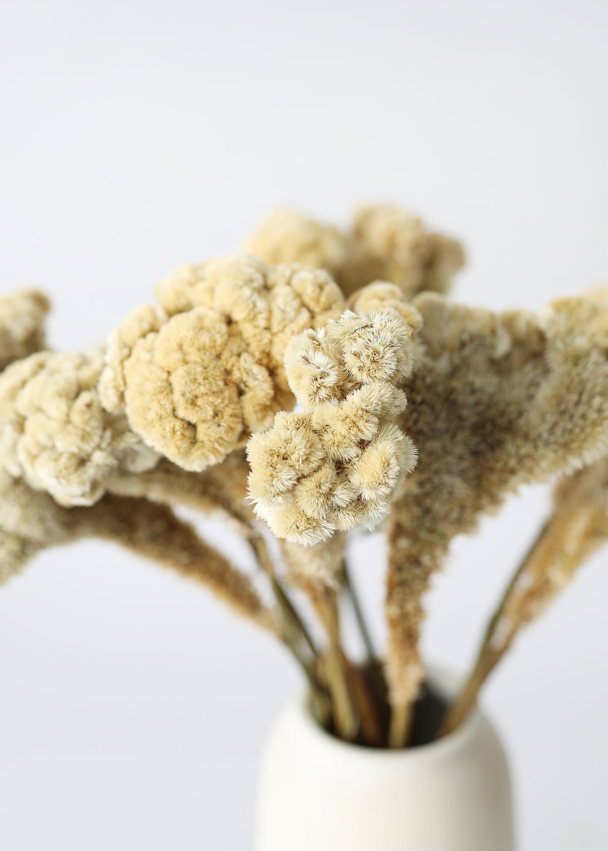 Dried Celosia arrangement in a white vase 