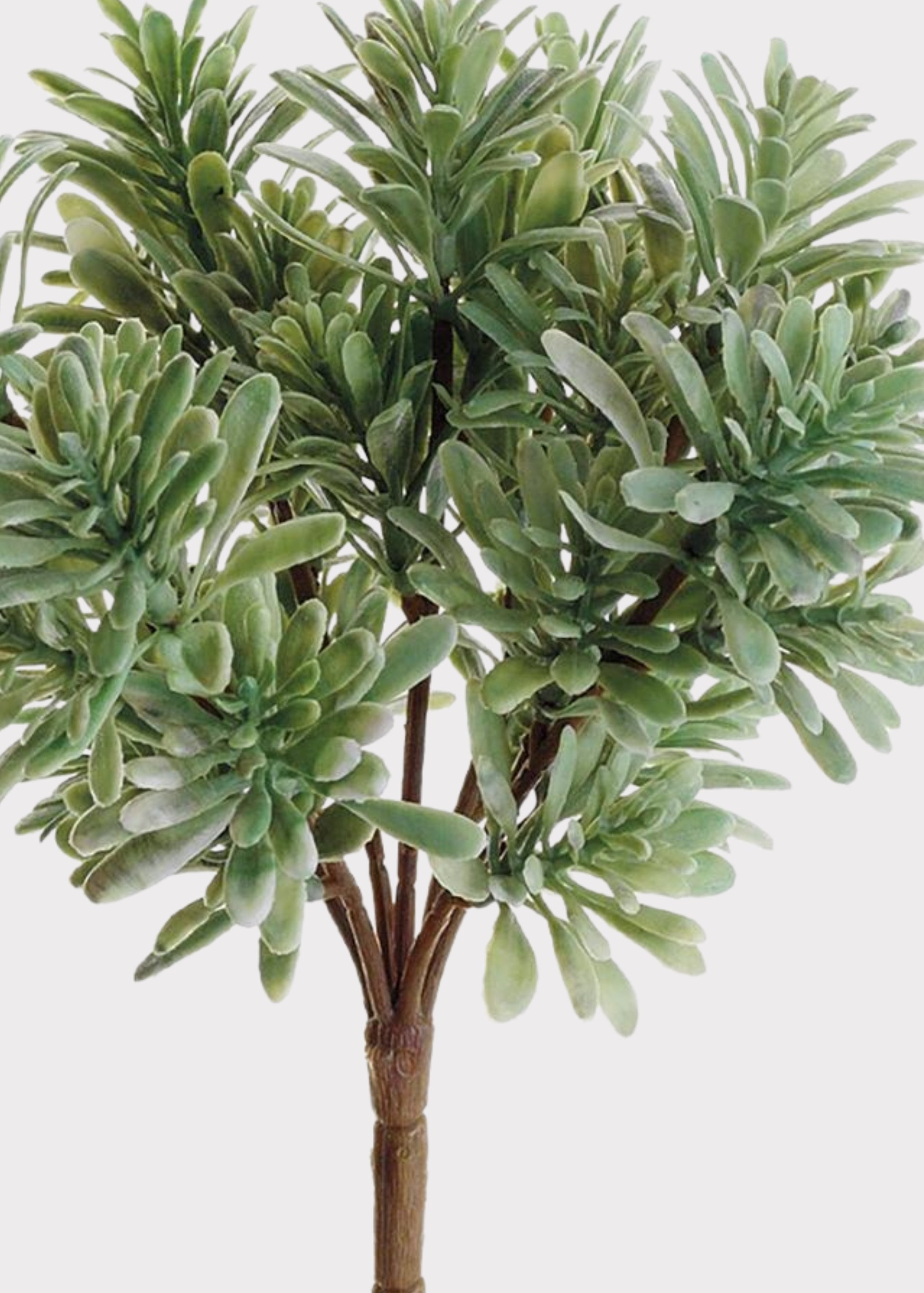 artificial jade plant