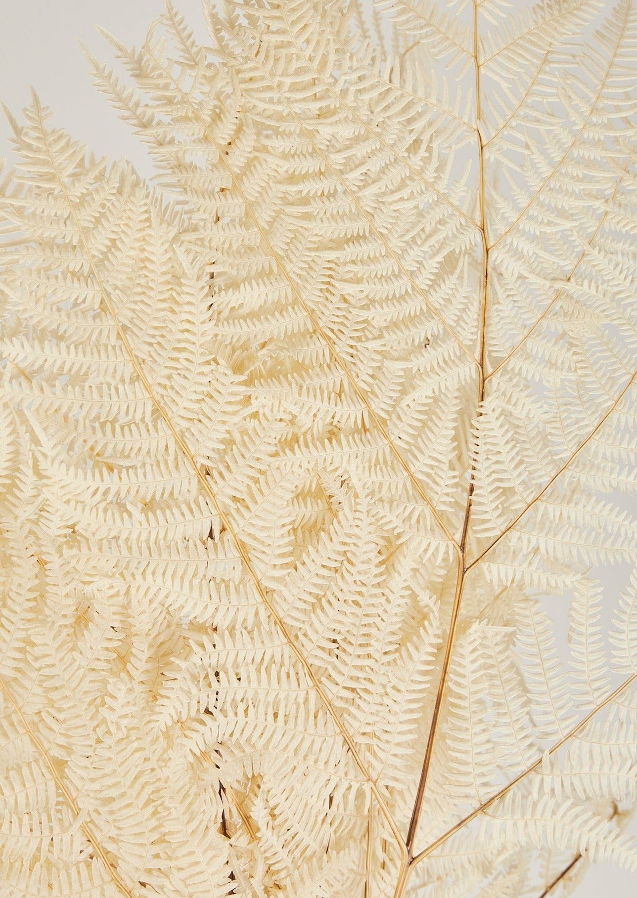 Bleached White Dried Bracken Fern Leaves in Afloral Closeup