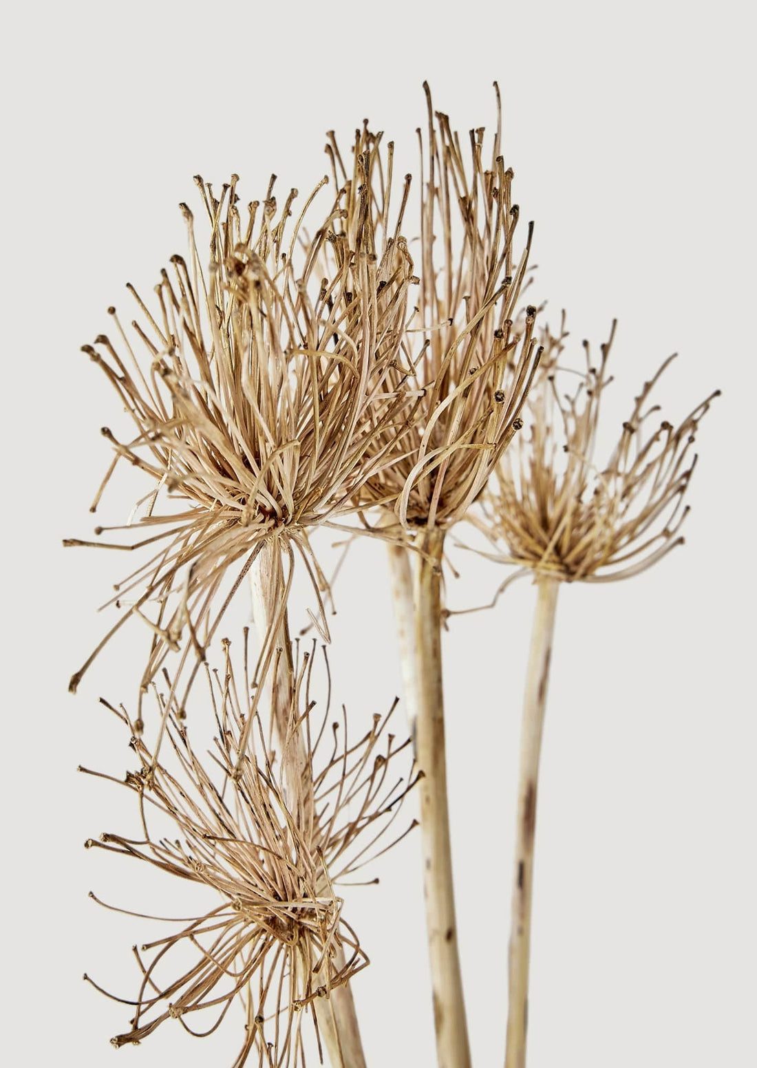 Afloral Closeup of Natural Dried Allium Blooms