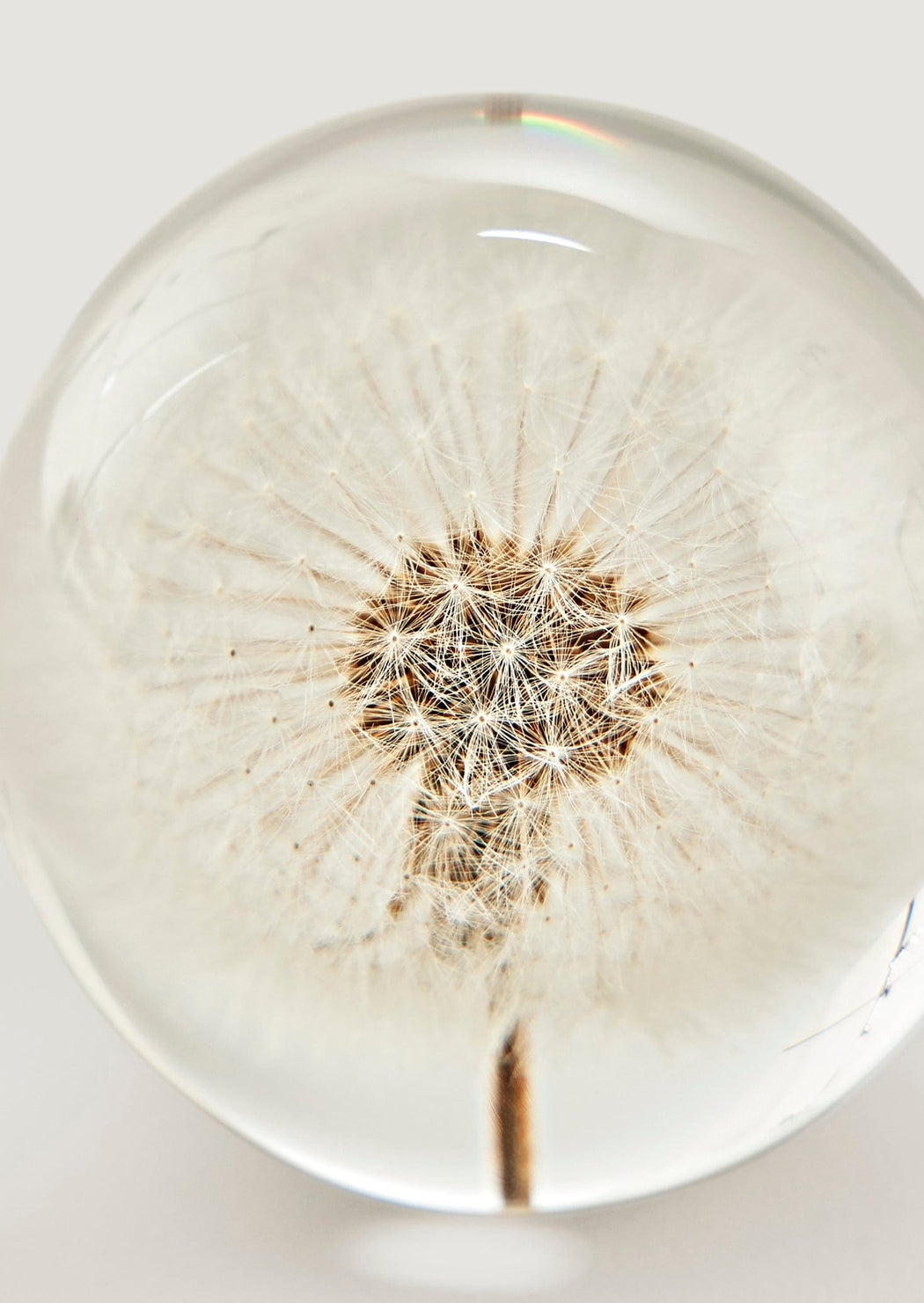 Dandelion Paperweight | Table Decor at Afloral.com