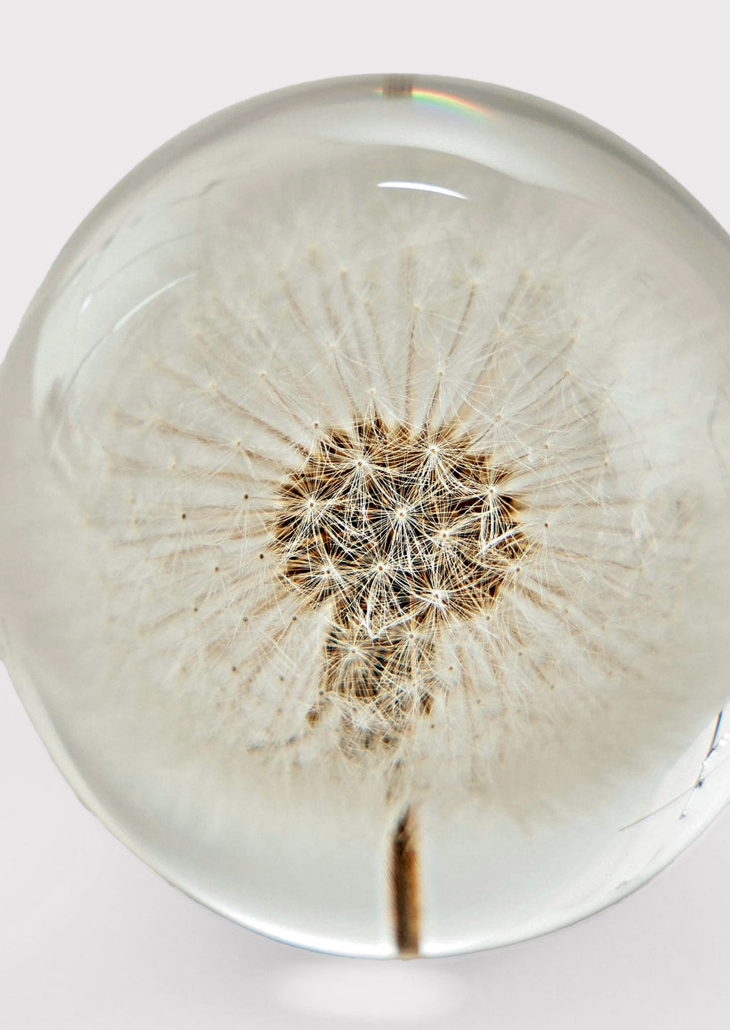 Preserved Dandelion Flower Head in Paperweight Ball Closeup View at Afloral
