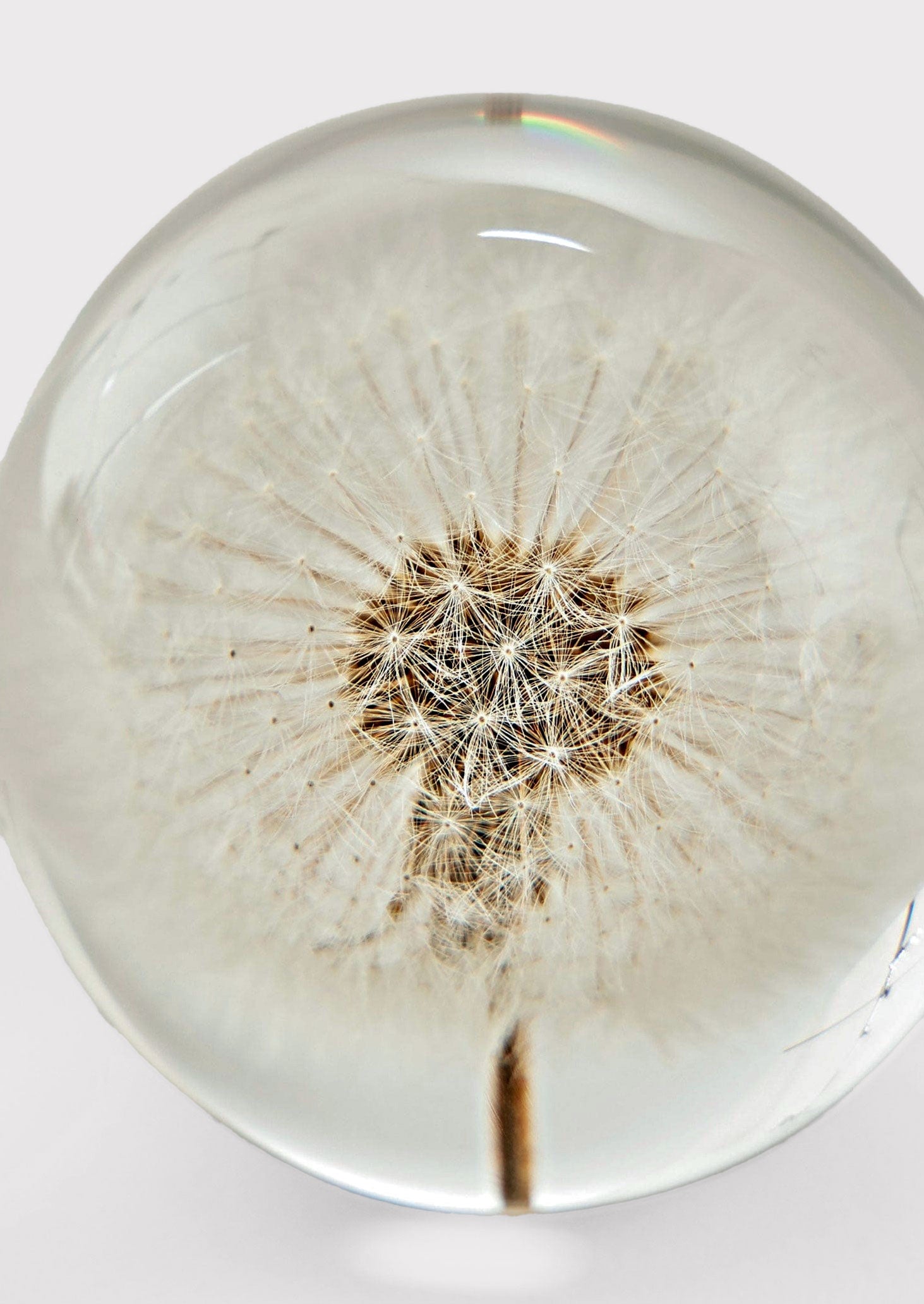 Preserved Dandelion Flower Head in Paperweight Ball Closeup View at Afloral