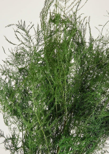 Closeup View of Preserved Green Asparagus Plumosus Fern