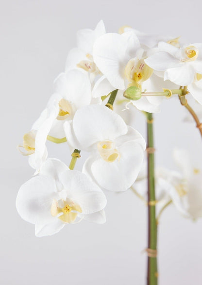 Afloral Close Up of White Faux Phalaenopsis Orchids in Potted Flower Arrangement