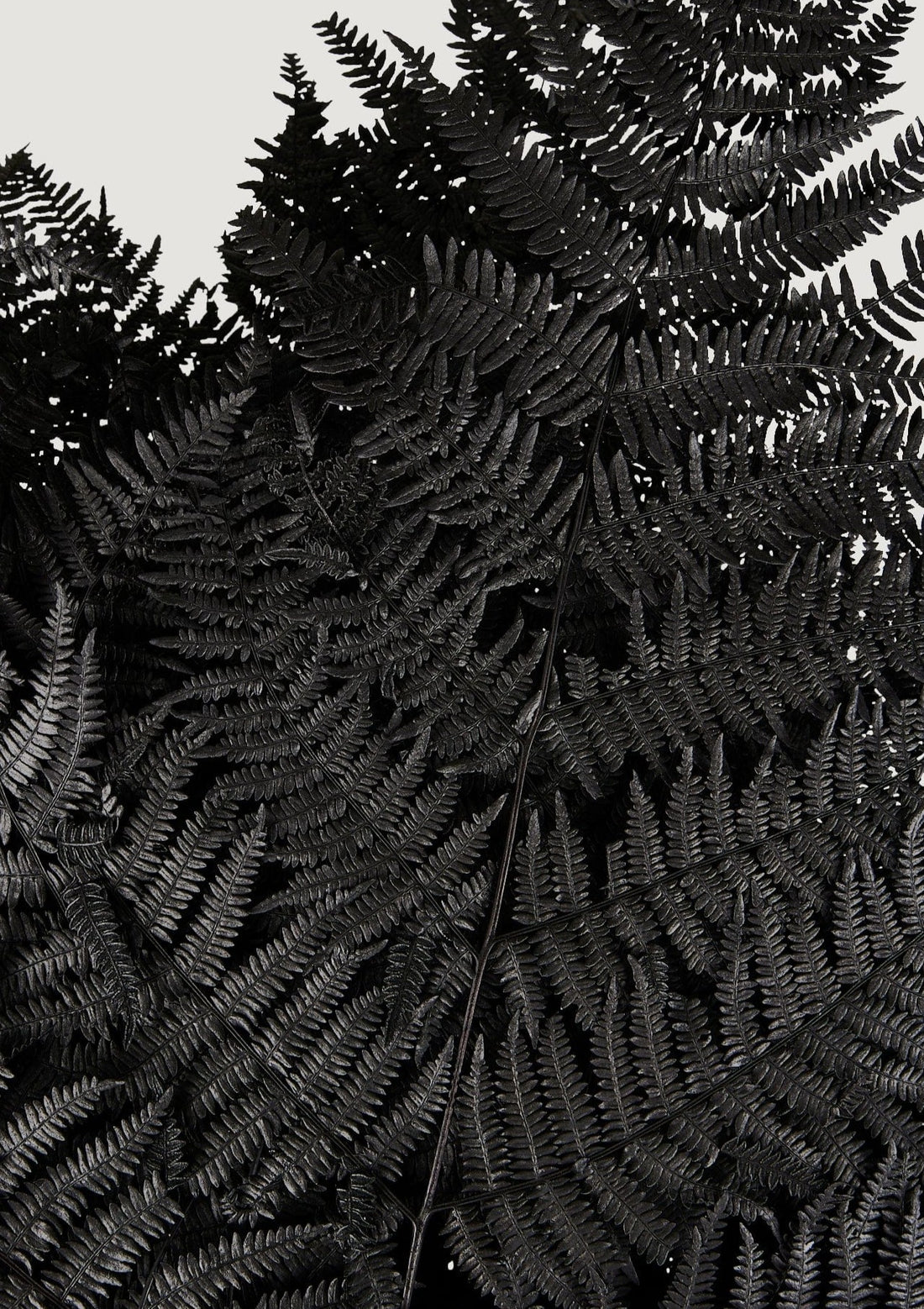 Preserved Bracken Fern Leaves in Black Closeup View at Afloral