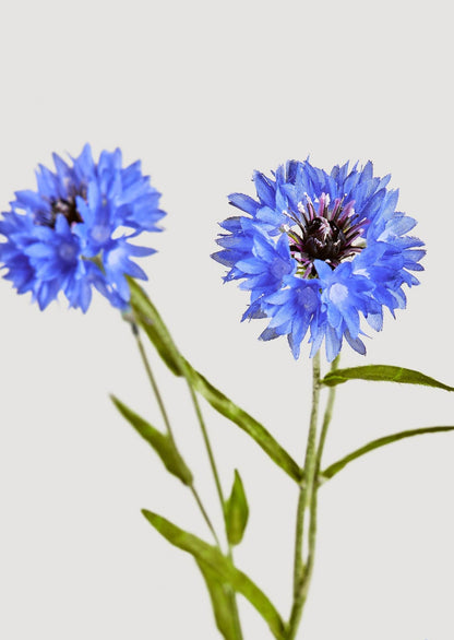 Blue Artificial Cornflower Blooming Flowers in Closeup View