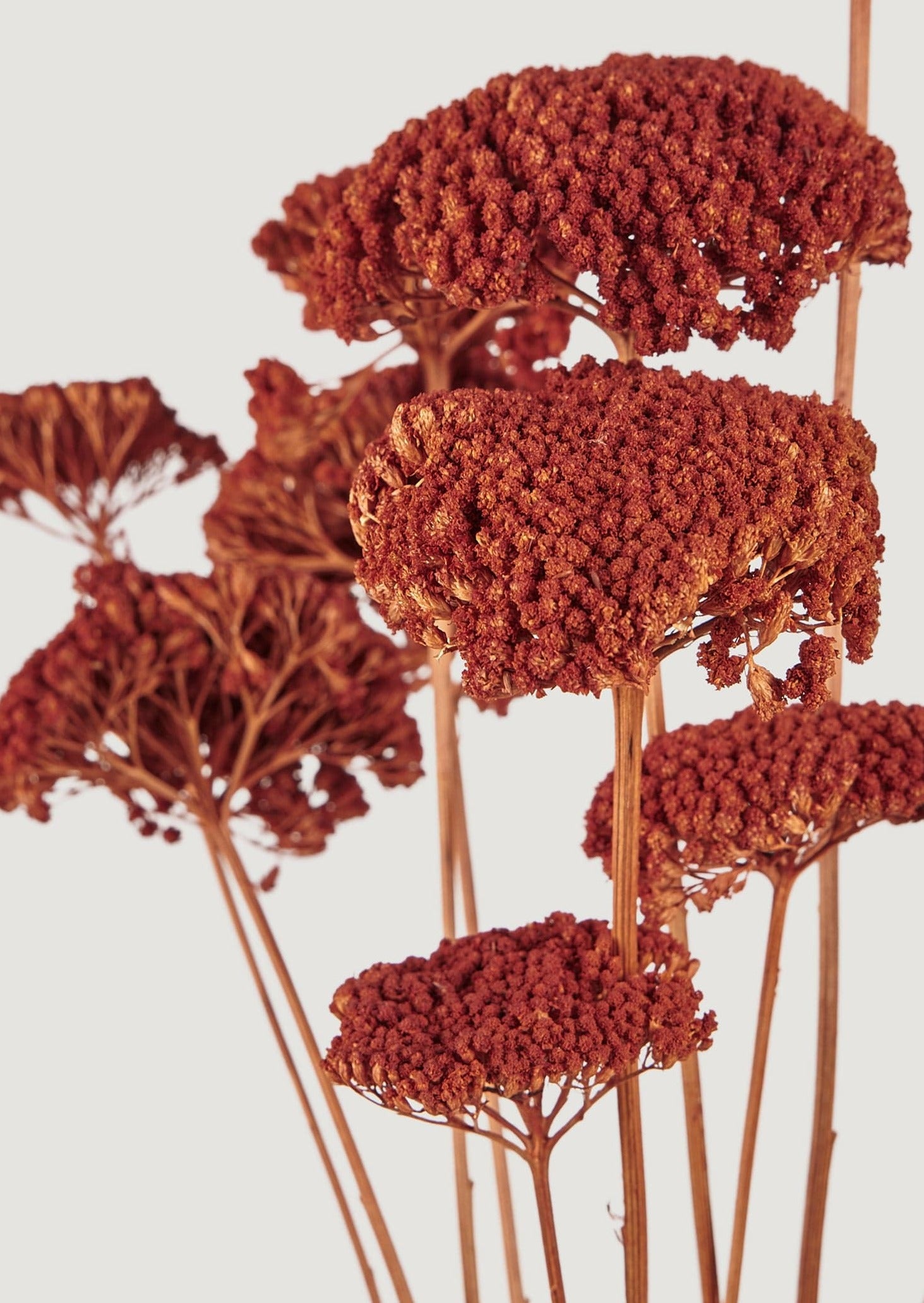 Afloral Dried Flowers for Fall Burnt Orange Yarrow Bundle