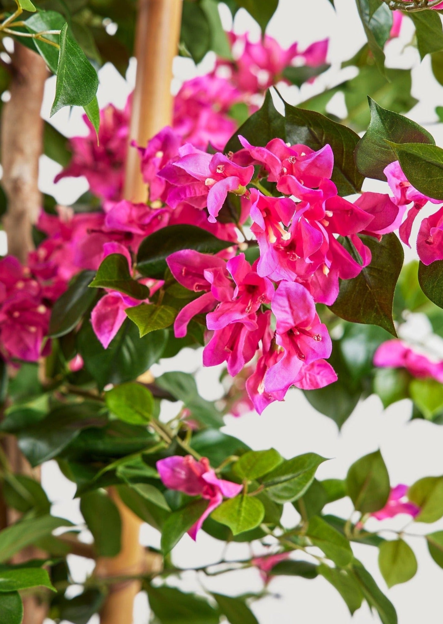 Fuchsia Pink Artificial Bougainvillea Flowers in Closeup