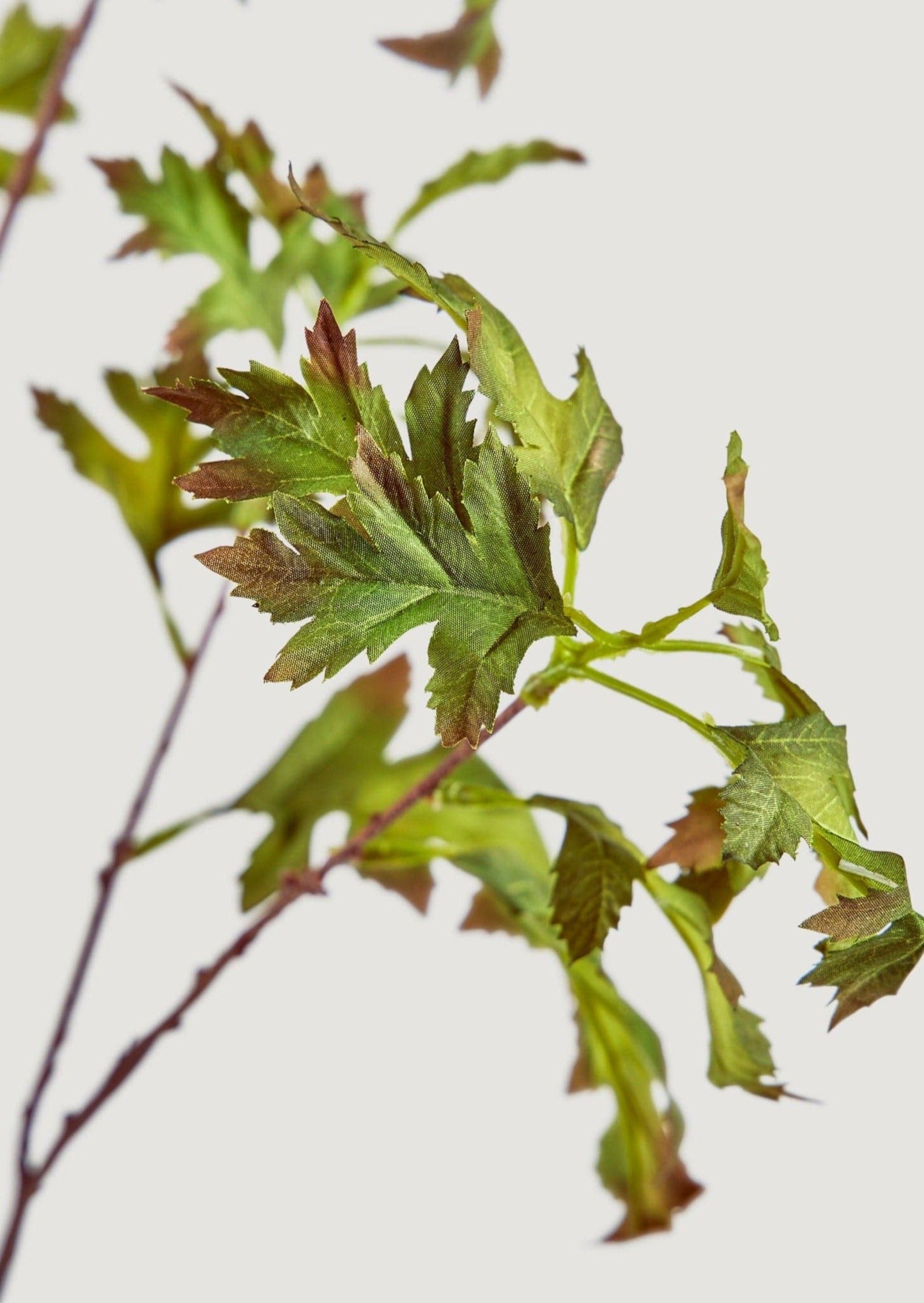 Artificial Hawthorn Leaves in Afloral Closeup View