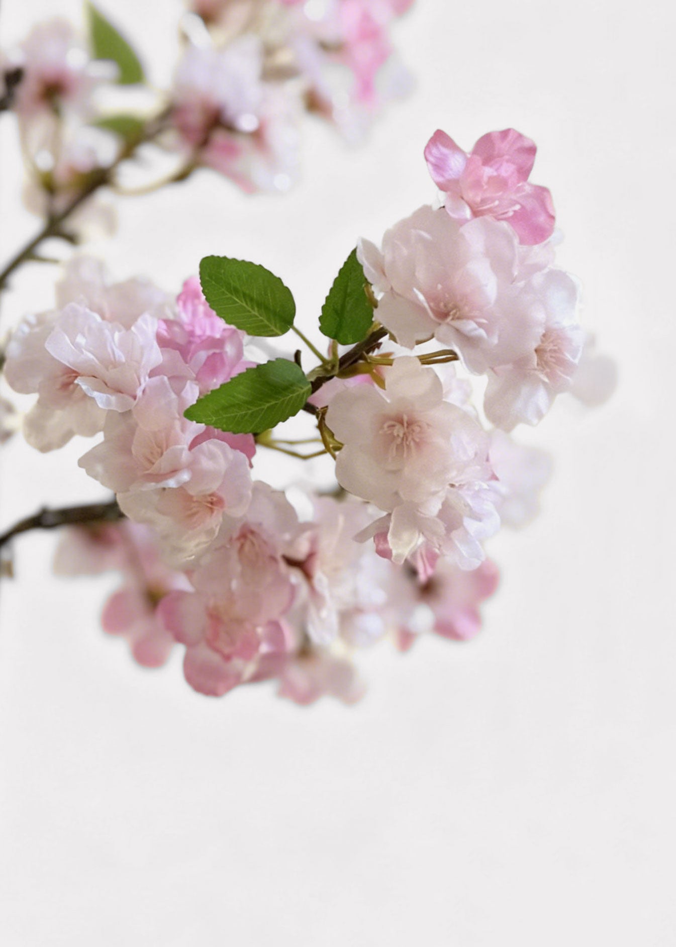 Close-up of pink cherry blossoms 