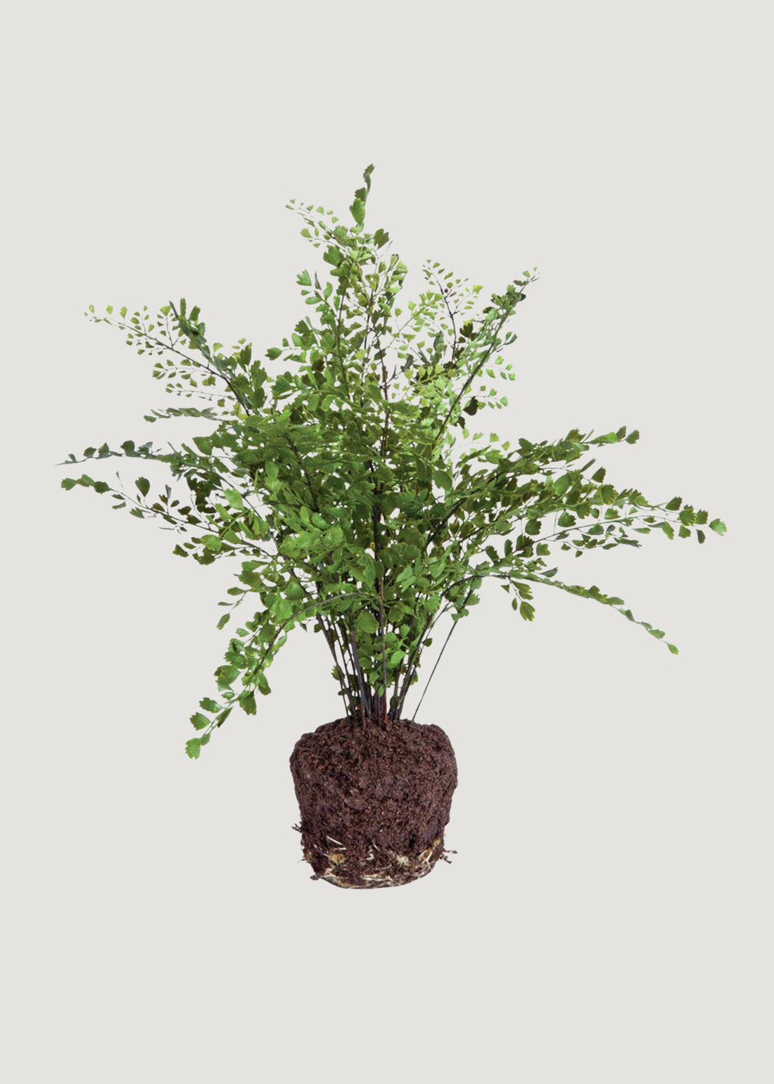 Fake Maidenhair Fern Drop-In Plant