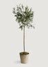 Tall Fake Olive Tree Potted Plant